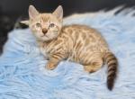 TICA Snow Mink Bengal male - Bengal Cat For Sale - Daytona Beach, FL, US