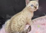 TICA Seal Lynx Bengal female - Bengal Kitten For Sale - Daytona Beach, FL, US