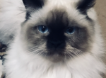 Lubas litter - Himalayan Cat For Sale - Vestal, NY, US