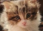 Little Ronnie - Norwegian Forest Kitten For Sale
