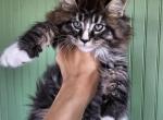 Tyler - Maine Coon Kitten For Sale - Susanville, CA, US