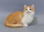 Nissan flame orange ginger munchkin standard boy - Munchkin Kitten For Sale - CA, US