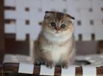 Paloma - Scottish Fold Kitten For Sale - Levittown, PA, US