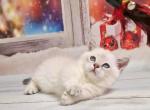 White angel Geoffrey blue eyed munchkin standard - Munchkin Cat For Sale - CA, US