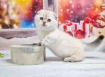 Jasmine blue eyed scottish fold munchkin standard - Munchkin Cat For Sale - CA, US