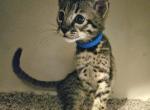 F4 Savannahs - Savannah Kitten For Sale - Lakeland, FL, US