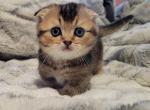 Nicholas scottish kilt - Scottish Fold Cat For Sale - Berlin, NJ, US