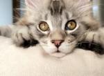 Bars silver shaded male - Ragdoll Cat For Sale - Fairfax, VA, US