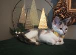 Pretty Polly & Dolly Parton - Domestic Kitten For Adoption - Covington, KY, US