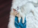 Nicky blue lynx bi color male - Ragdoll Cat For Sale - State College, PA, US