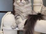 Bars silver shaded male kitten - Maine Coon Cat For Sale - State College, PA, US