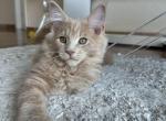 Rey - Maine Coon Kitten For Sale - Cooper City, FL, US