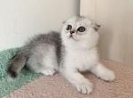 Scottish girl 4 - Scottish Fold Cat For Sale - New York, NY, US