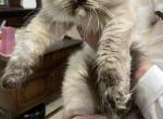 Tortie Point Himalayan - Himalayan Kitten For Sale - Benbrook, TX, US