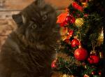 Binx - Persian Kitten For Sale - Montgomery, TX, US