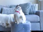 Clea beautiful ragdoll kitten - Ragdoll Cat For Sale - Fairfax, VA, US