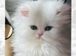Sushi - Persian Kitten For Sale - Discovery Bay, CA, US