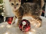 silver  BENGAL KITTENS - Bengal Kitten For Sale - 