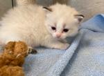 Rocky - Ragdoll Kitten For Sale - Freeburg, PA, US