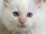 Flamepoint Male TICA Registered - Ragdoll Cat For Sale - Morris, IL, US