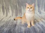 Beauty - British Shorthair Cat For Sale - Chicago, IL, US