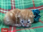 Juep - Siberian Cat For Sale - Clintwood, VA, US