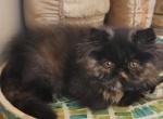 RESERVED Mila  Tortie Persian Female Ready to Love - Persian Cat For Sale - Downingtown, PA, US