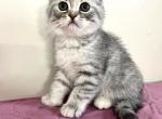 Betty - Scottish Fold Kitten For Sale - New York, NY, US