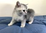 Eppy - Scottish Straight Kitten For Sale - New York, NY, US