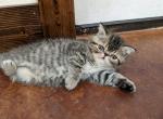 Donnie - Exotic Kitten For Sale - Talco, TX, US