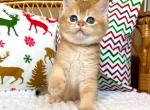 Lars ny11 black golden shaded british shorthair - British Shorthair Kitten For Sale - Houston, TX, US