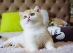 Roger ny 12 black golden shell british shorthair - British Shorthair Cat For Sale - Houston, TX, US