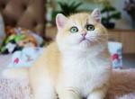 Richard ny 12 black golden shell british shorthair - British Shorthair Kitten For Sale - Houston, TX, US