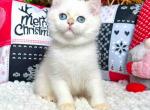 Jazz blue eyed chinchilla point british shorthair - British Shorthair Kitten For Sale - Houston, TX, US