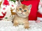 Amir ny 11 boy golden shaded british shorthair - British Shorthair Cat For Sale - Houston, TX, US