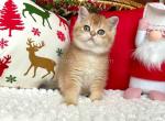 Ares ny 11 boy golden shaded british shorthair - British Shorthair Kitten For Sale - Houston, TX, US