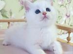 Umka ns 11 silver shaded british shorthair boy - British Shorthair Cat For Sale - Houston, TX, US