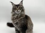 Queen - Maine Coon Cat For Sale - 