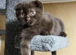 brownie - Scottish Fold Kitten For Sale - Arvada, CO, US