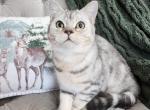 Kitten Shanel - British Shorthair Cat For Sale - Nicholasville, KY, US