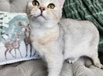 Shanty litter - British Shorthair Cat For Sale - Nicholasville, KY, US