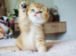 Lex chunky golden shaded green eyed baby boy - Scottish Fold Cat For Sale - CA, US