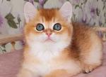 Lui ny 11 boy golden shaded british shorthair - British Shorthair Kitten For Sale - Houston, TX, US