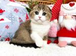 Tom scottish fold golden bicolor baby boy - Scottish Fold Cat For Sale - Dallas, TX, US