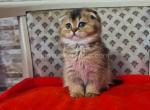 Black golden ticked scottish fold baby boy - Scottish Fold Kitten For Sale - CA, US