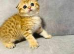 Real cheetah cub scottsih tabby kitten cuddly boy - Scottish Fold Kitten For Sale - CA, US