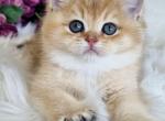 Una - British Shorthair Kitten For Sale - Brooklyn, NY, US