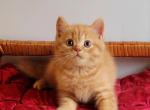 Simon - British Shorthair Cat For Sale - Brooklyn, NY, US