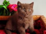 Solomon - British Shorthair Kitten For Sale - Brooklyn, NY, US