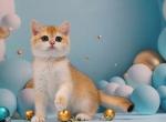 Veronika - British Shorthair Cat For Sale - Brooklyn, NY, US